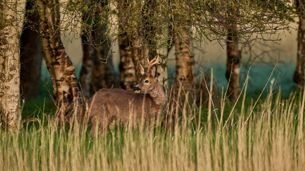 Nieuw bosgebied: Robbenoordbos en Dijkgatbos met elkaar verb