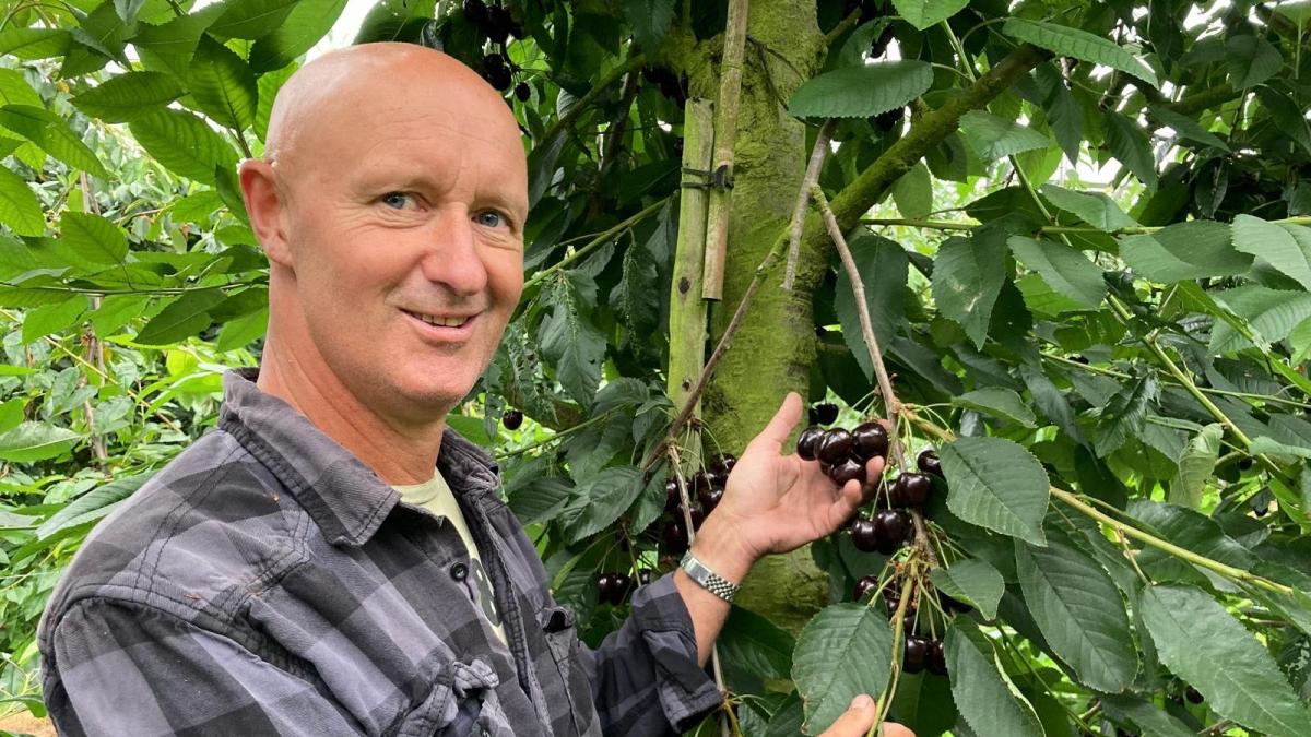 Kersenoogst in de provincie na tegenslagen: 