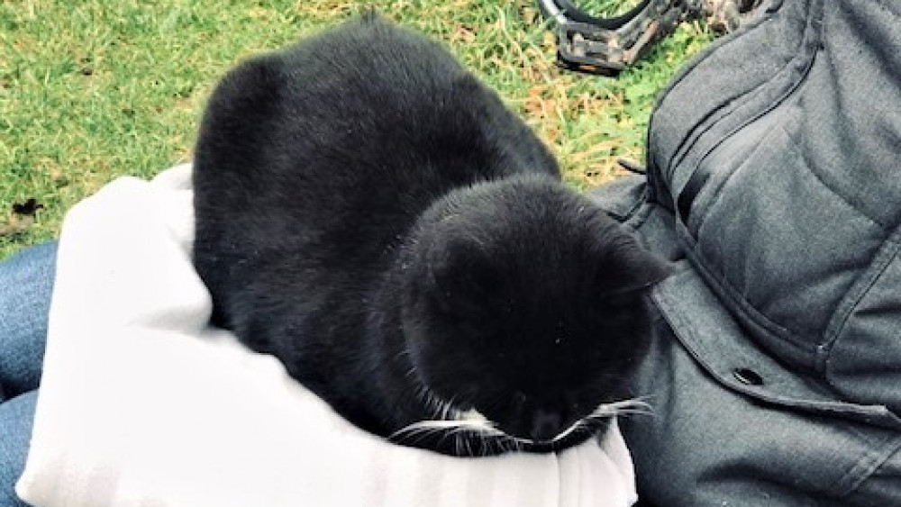 Gijs de kat