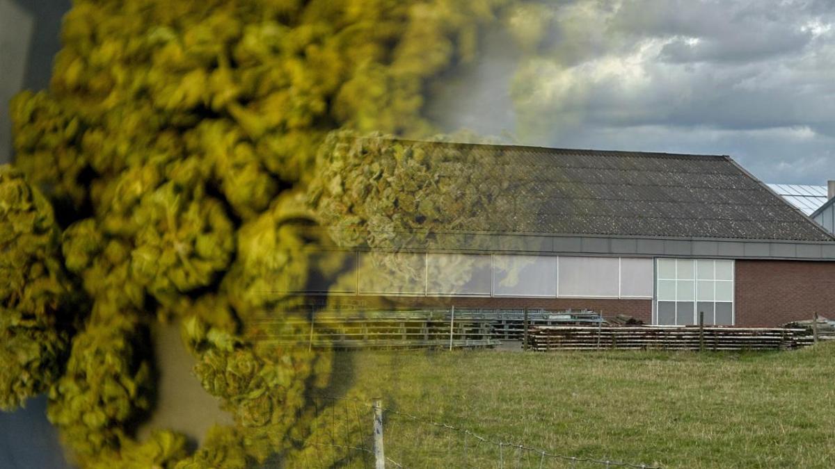 Bewoners vrezen voor criminelen door komst legale wietkwekerij Rijsenhout