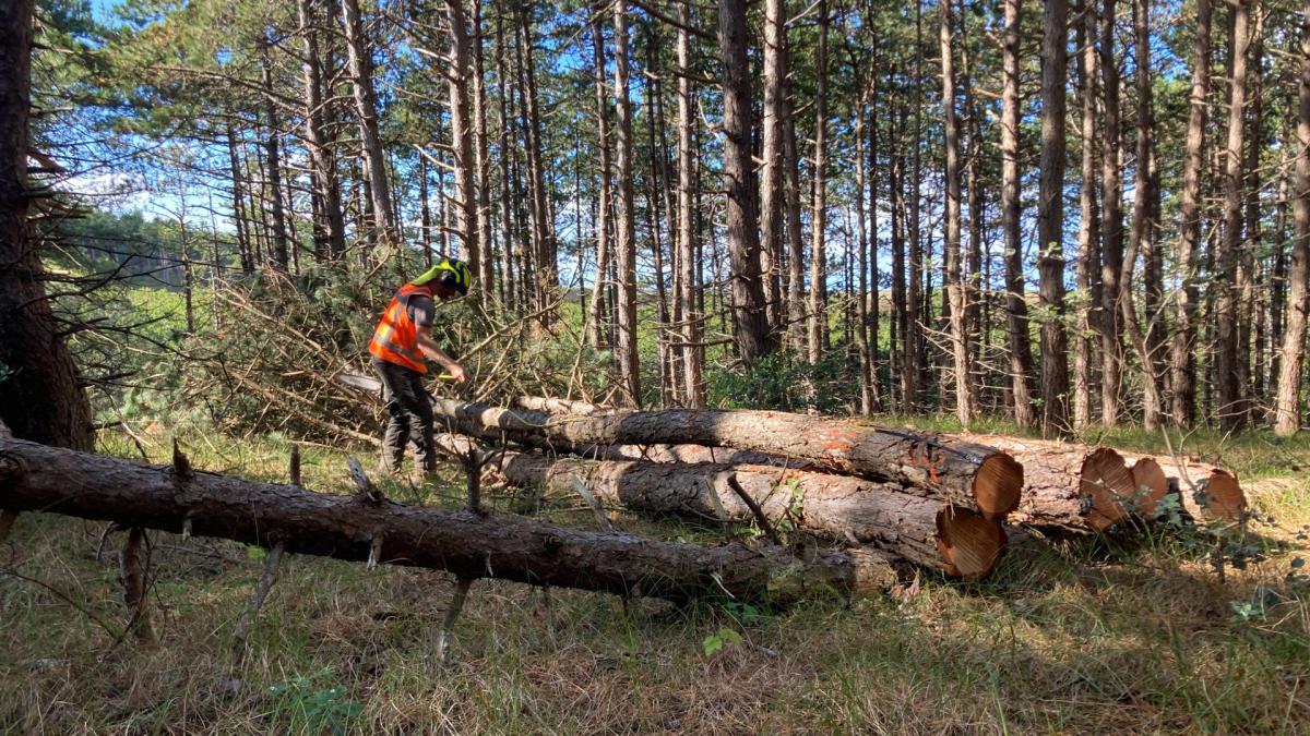 Ondanks protesten eerste bomen gekapt in duingebied Bergen aan Zee