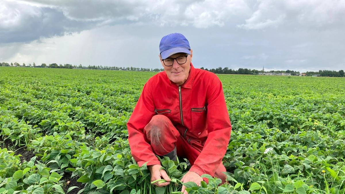 Toch niet gratis bonen plukken in Hensbroek, bioboer Rein vindt op 't nippertje opkoper