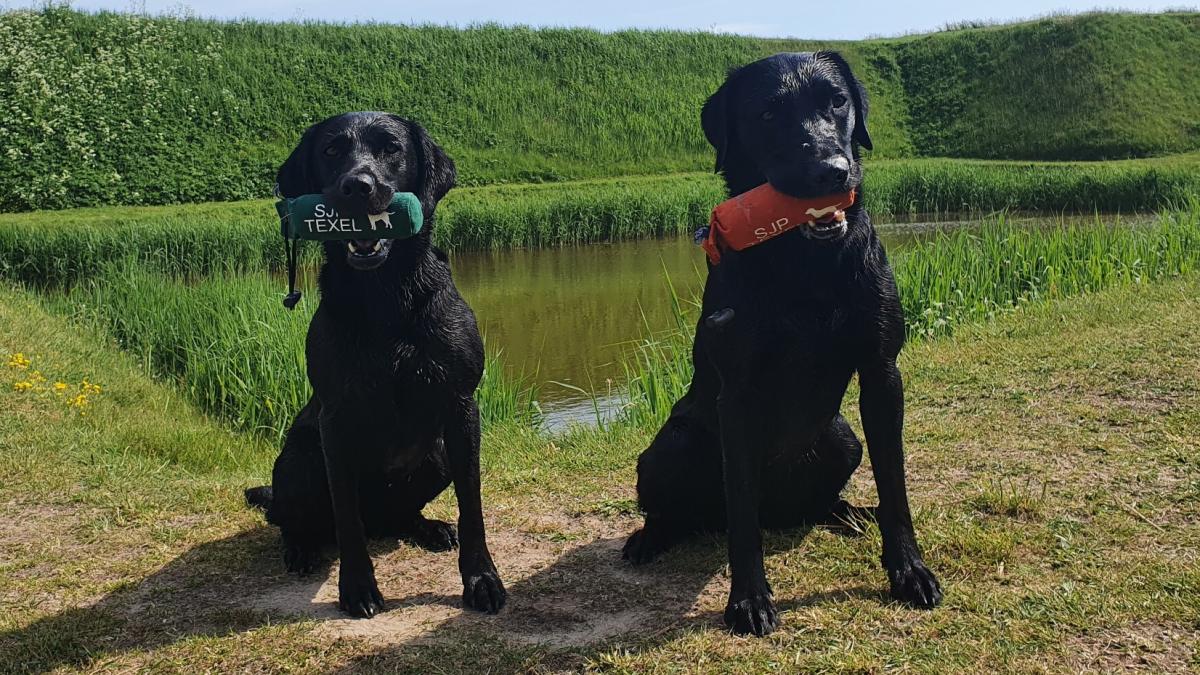 Vrees voor verstoring van vogels, maar Texelse jachthondenproef mag gewoon doorgaan