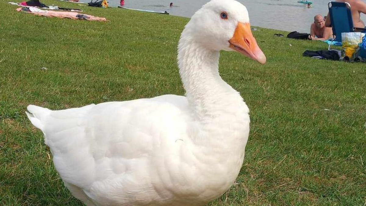 Hoofddorpers maken zich zorgen om 'vermiste' gans Guus