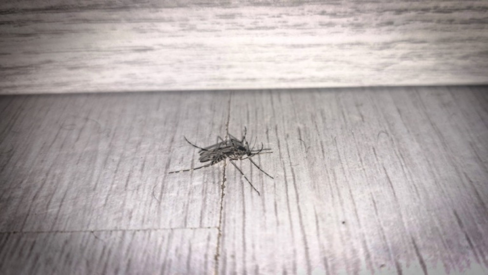 La zanzara tigre asiatica vola anche nell’Herehogaard: “Era sul mio braccio”