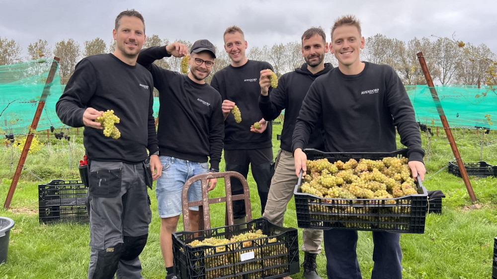 Wine from our own grape: the first harvest for Schagen wine is a fact