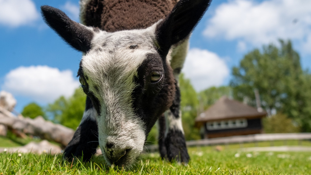 Anche gli zoo della zona di Zan temono la febbre catarrale degli ovini e le loro pecore