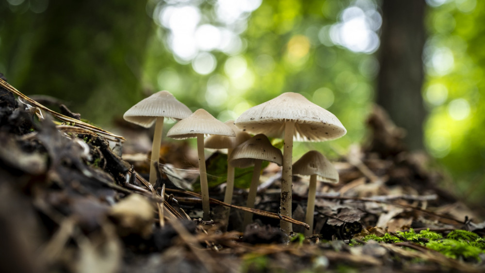 Dagje weg in de herfstvakantie? Dit zijn de leukste uitjes