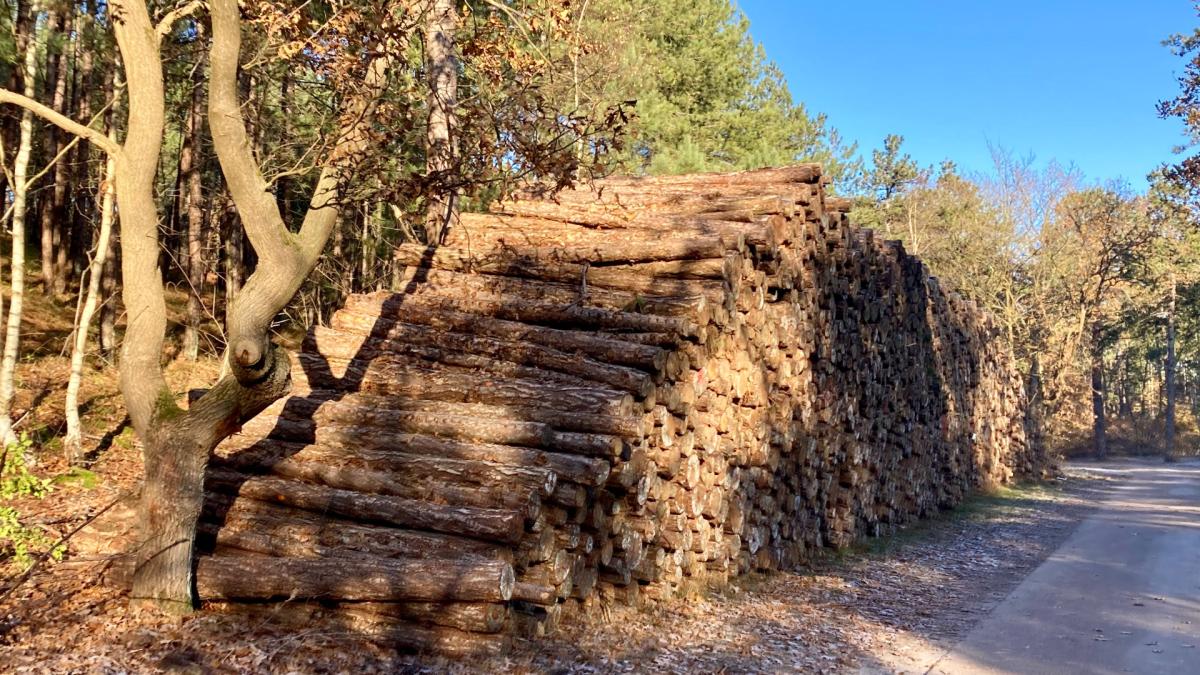 Naaldbomen gekapt en honden aan de lijn in de Schoorlse duinen