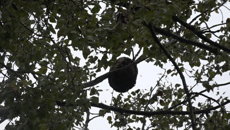 Het nest op zo'n tien meter hoogte