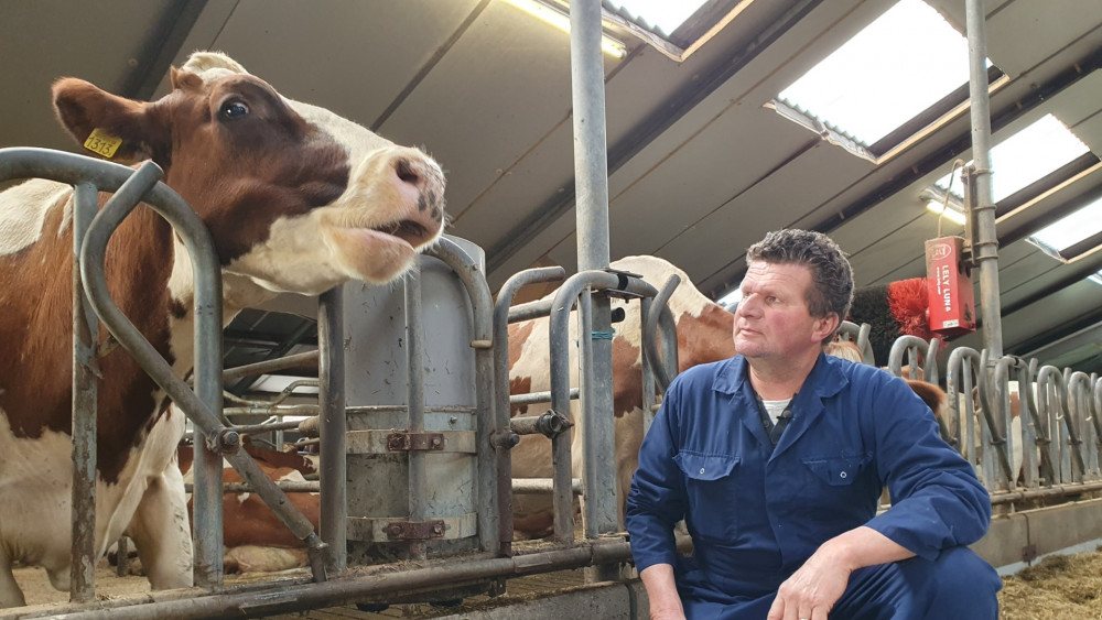 Ontroostbare Boer Harry Mist Doodzieke Voorspelkoe Sijtje Nu Al Ze Is