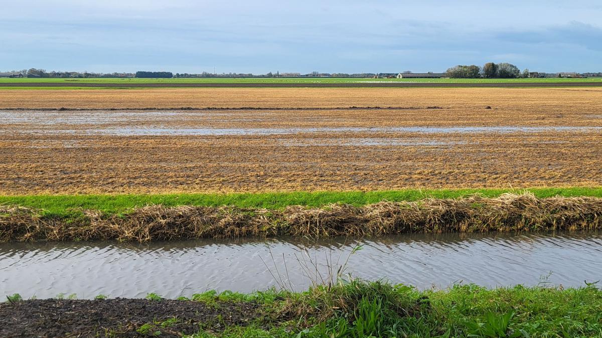 Bollenkwekers in West-Friesland hopen op droog weer