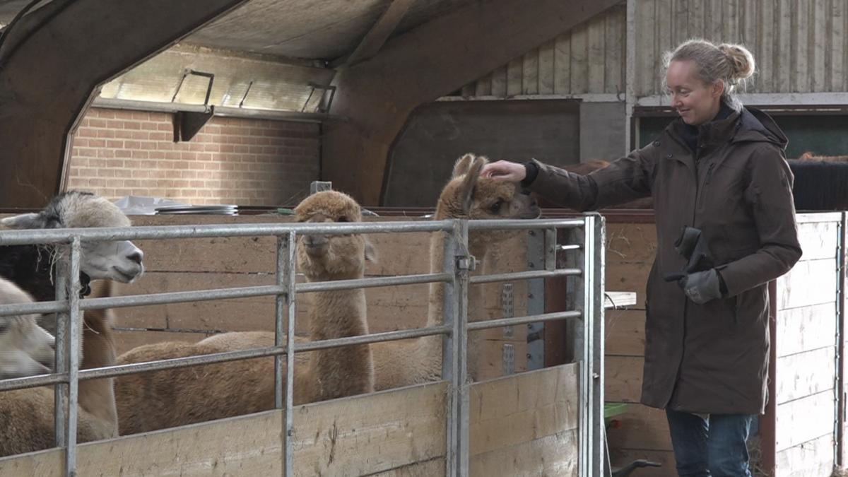 Veel verdriet én minder inkomsten door blauwtongvirus in Schellinkhout