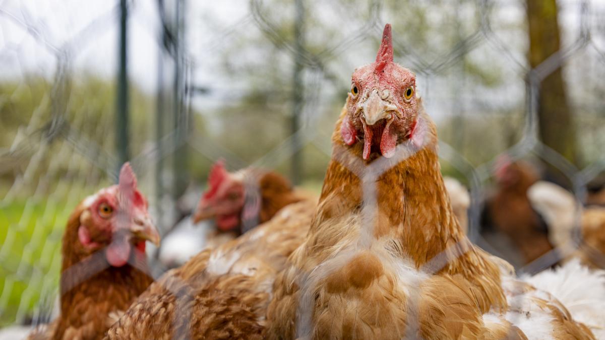 Vogelgriep op zorgboerderij in Middelie is aanleiding voor landelijke ophokplicht