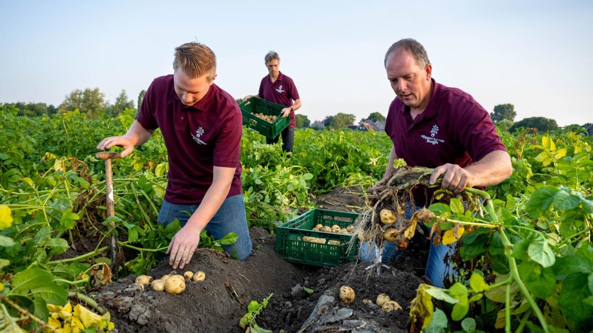 Hoe wordt de Opperdoezer Ronde aardappel geoogst?