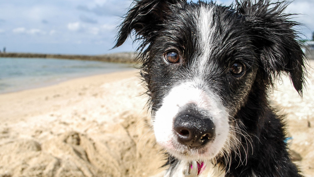 Hond op het strand