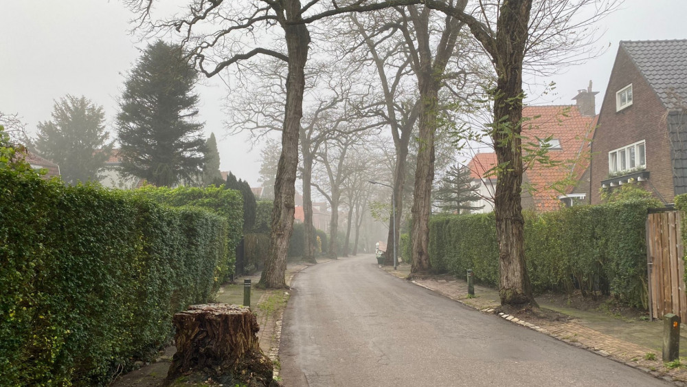Bomen in slechte staat moeten worden gerooid