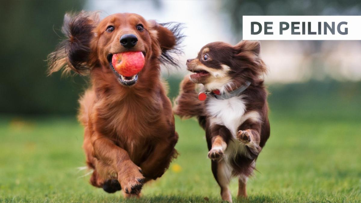 De Peiling de stad moet meer ruimte maken voor honden NH Nieuws