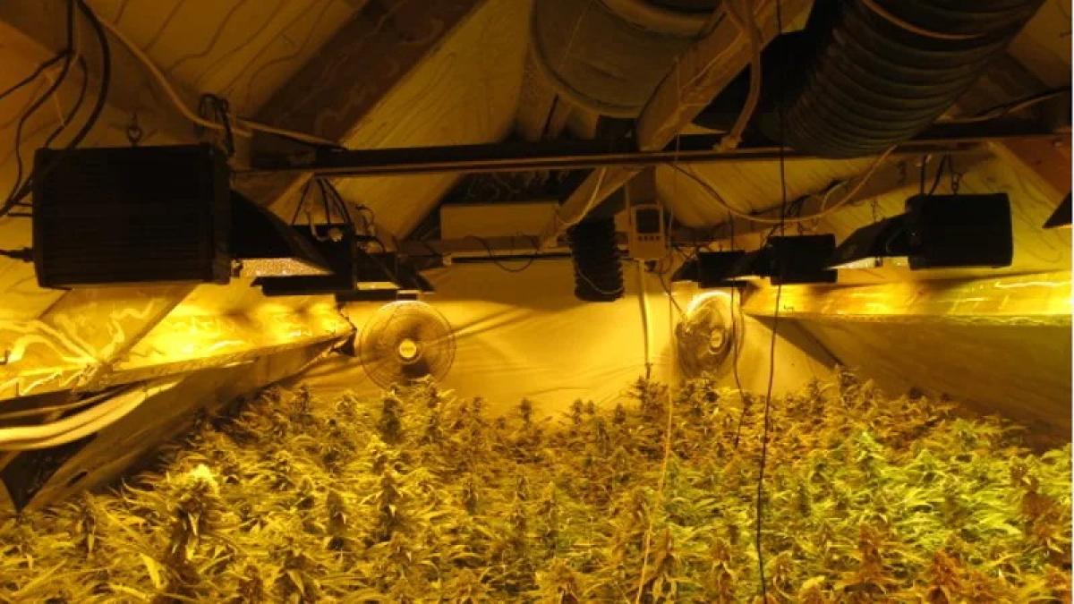 Drugsschuur met 850 hennepplanten in Hauwert voor negen maanden dicht