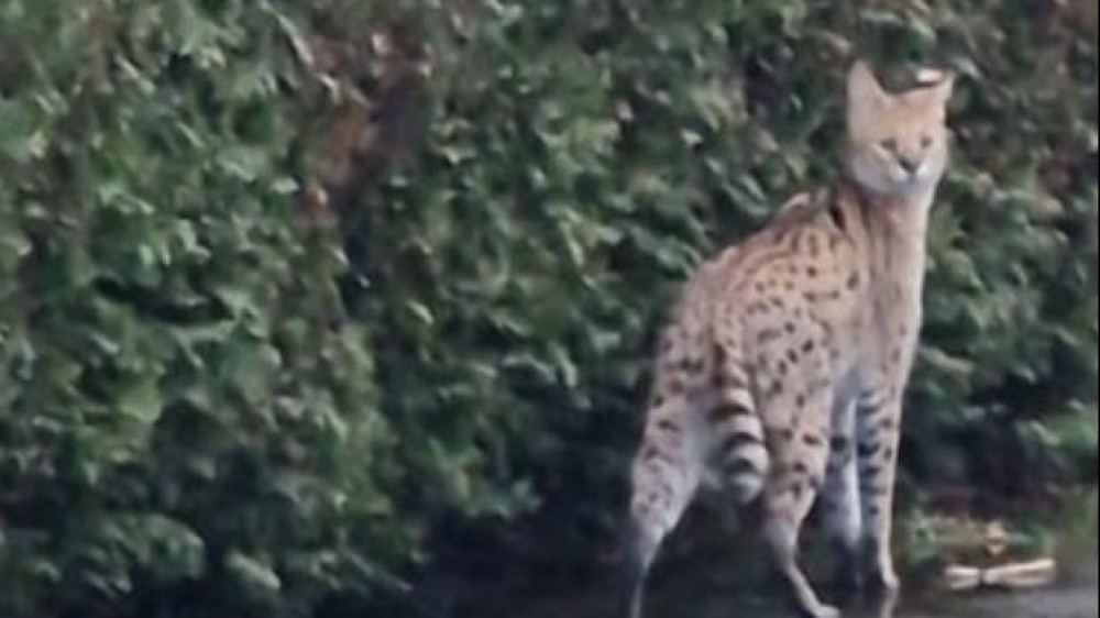 ZIEN: Ontsnapte Serval In Kudelstaart Snel Gevangen - NH Nieuws