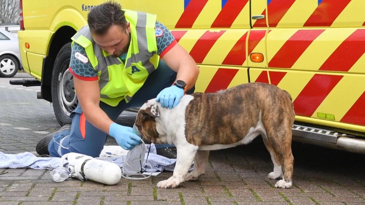 Woning Rijsenhout zwaarbeschadigd door brand, brandweer redt hond uit vlammenzee