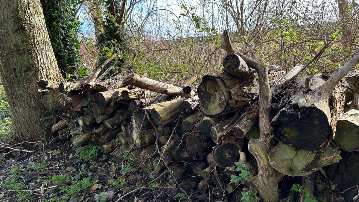 Madelon wil laten zien dat landbouw anders kan in voedselbos Schellinkwoud