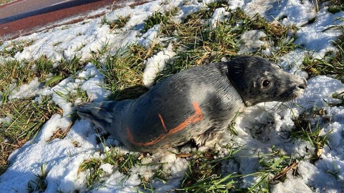 Eigenwijze zeehond zwemt tot aan Ursem