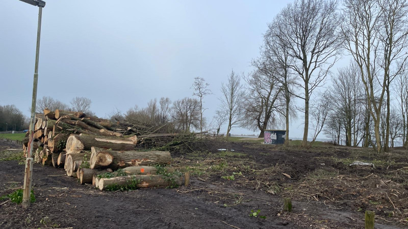 De bomenkap bij het Enkhuizerzand