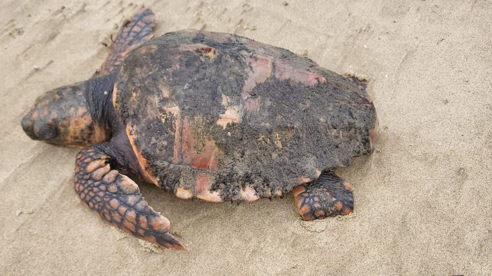 Noord-Hollandse schildpadden dood door te heet water in bassin