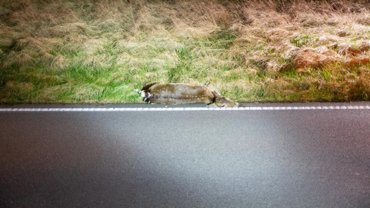 Hert afgeschoten na aanrijding op Zeeweg in Overveen