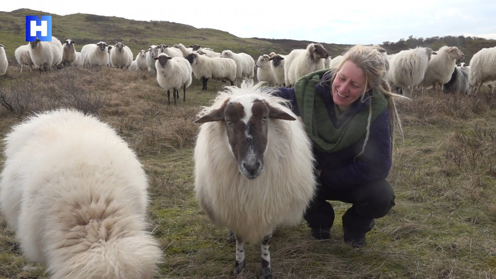 Een vrouw knielt neer naast een groep schapen.