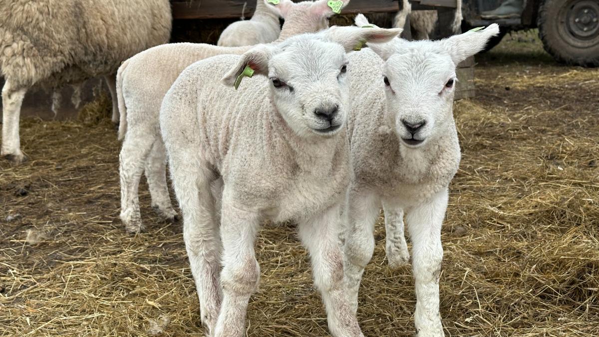 Paasverhaal luisteren en struisvogelei beschilderen: dit kun je dit paasweekend doen in Amsterdam