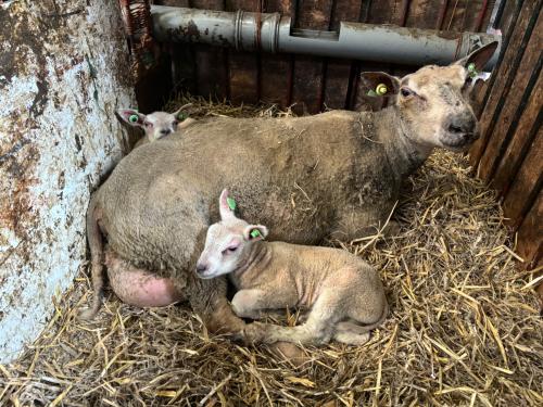 Miraculous Recovery: Infected Rams and Ewes Produce Healthy Lambs Despite Fertility Concerns