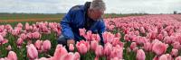 Een man onderzoekt tulpen in een uitgestrekt veld met bloeiende roze tulpen onder een bewolkte hemel. hij is gefocust op de bloemen, licht voorovergebogen, gekleed in een blauw jasje.