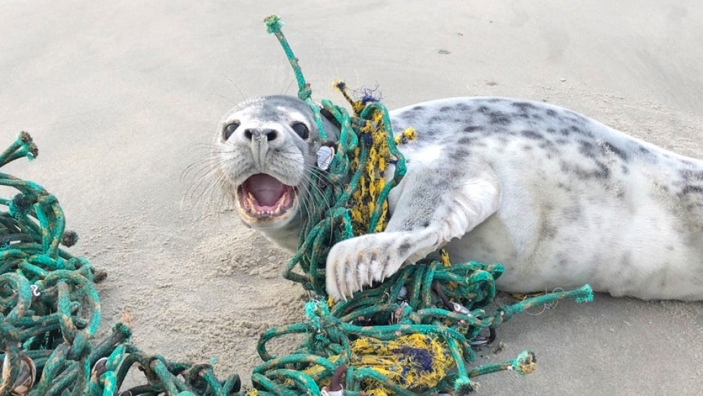 Steeds meer zeehonden verstrikt in visnetten, speciaal team moet ze gaan redden