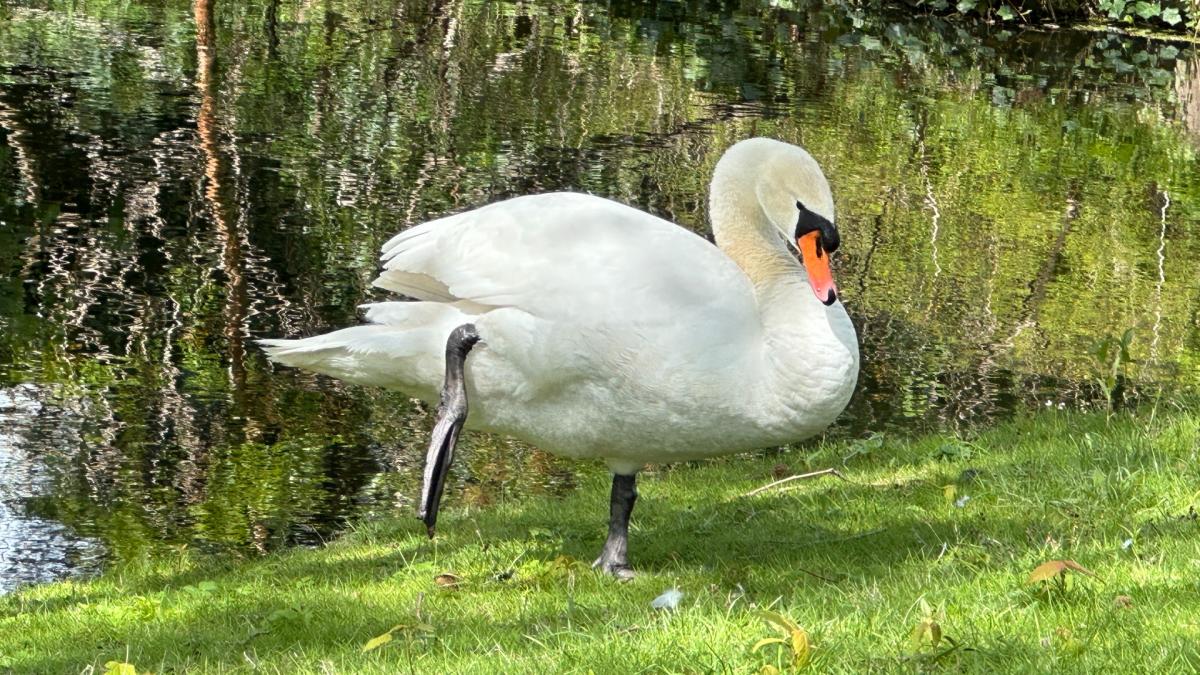 hek-rond-agressieve-zwaan-die-mensen-aanvalt-blij-dat-hij-is-gekalmeerd