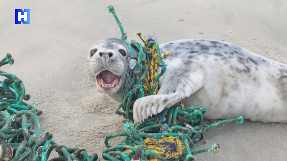 Blijf uit de buurt van een zeehond die verstrikt is in een visnet