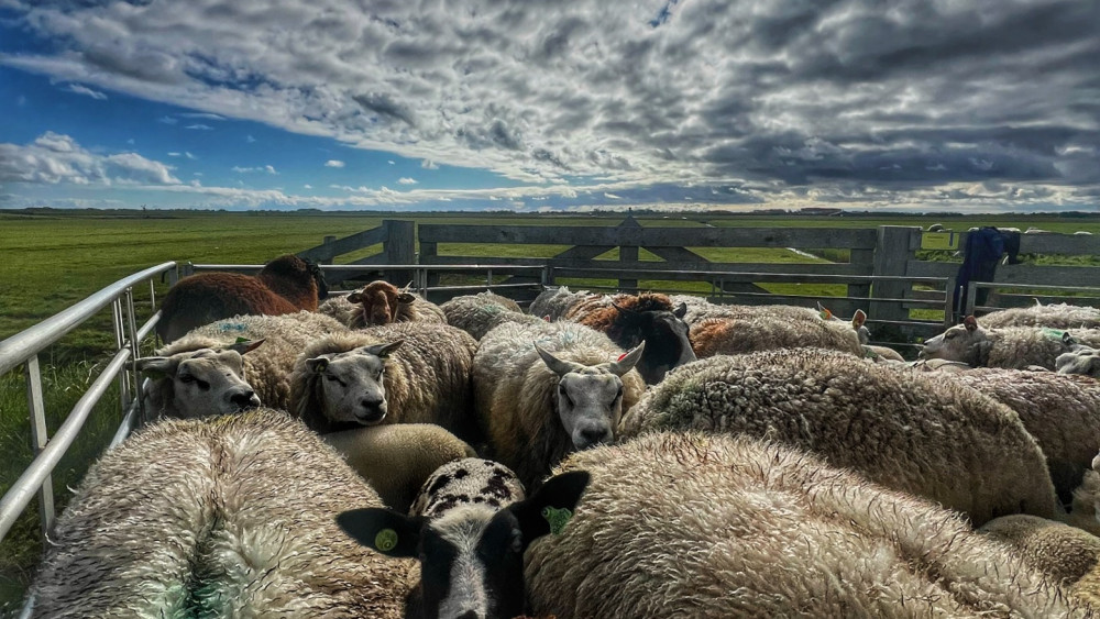 Einde blauwtongvirus? Alle schapen op Texel worden voor zomerseizoen ingeënt