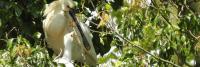 Een witte kaketoe die op een boomtak zit en een zilveren mondharmonica in zijn snavel houdt, omgeven door dicht groen gebladerte onder fel zonlicht.