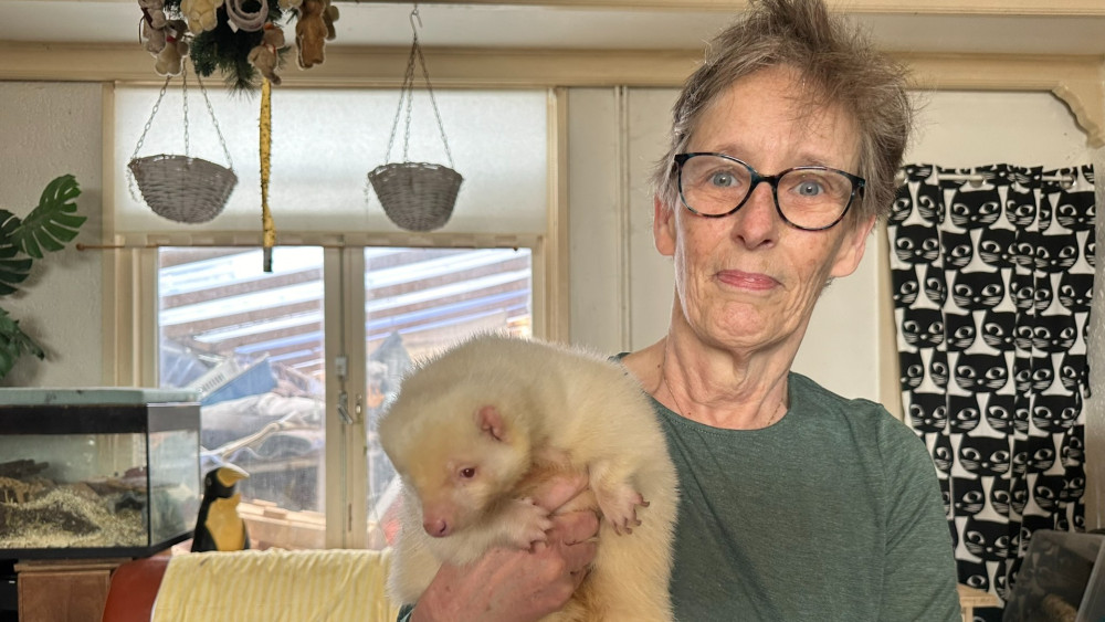 Albino stinkdier Ollie weer veilig thuis: "Gaat goed met hem, alleen zere voeten"