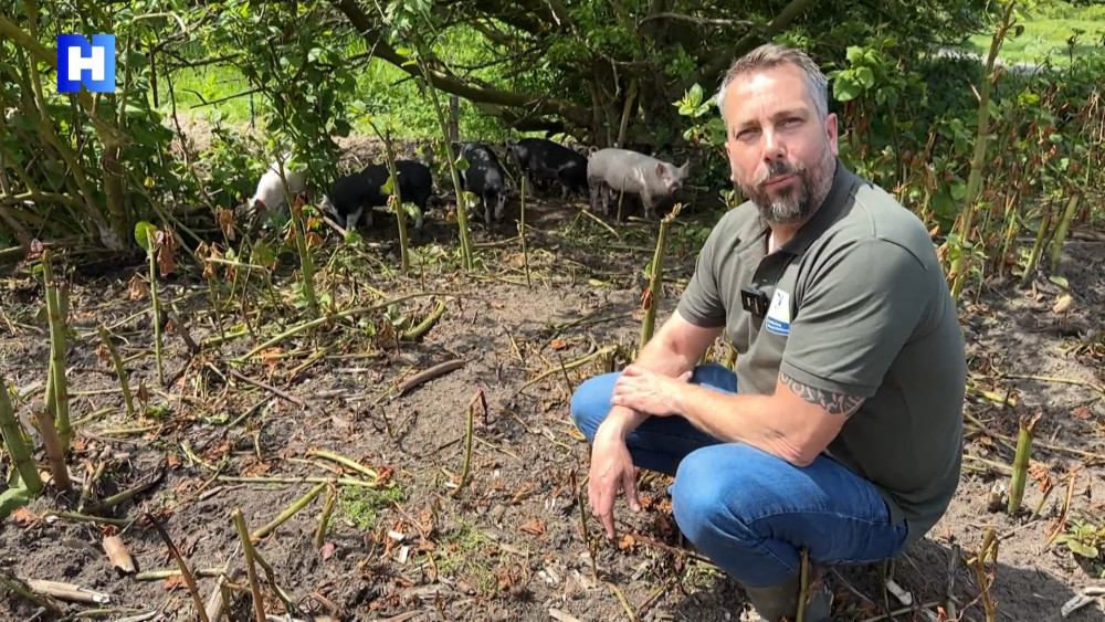 Negen varkens bestrijden invasieve Japanse Duizendknoop in Beverwijk