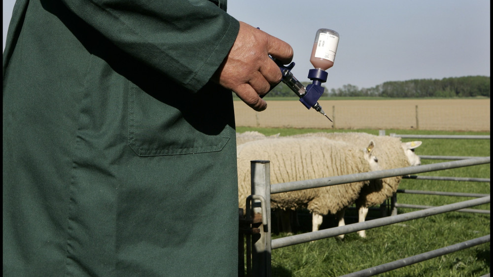 Eerste schapen krijgen vaccinatie tegen blauwtong, inenting is race tegen de klok