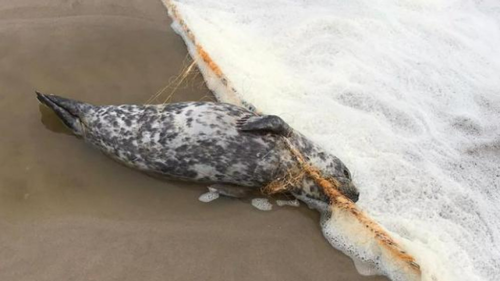 Zo wil nieuw team verstrikte zeehonden redden: "We hebben de plicht om iets te doen"