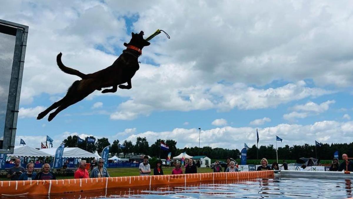 Geen hond springt zo hoog en zo ver als Mitch uit Rijsenhout