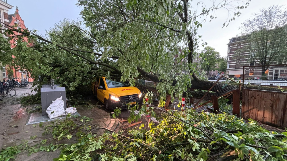 Boom in het Da Costakde busje