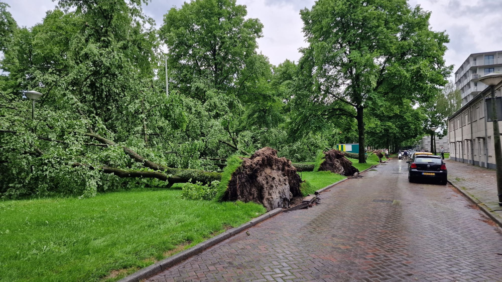 Omgevallen bomen aan de Hugo de Vrieslaan in Amsterdam