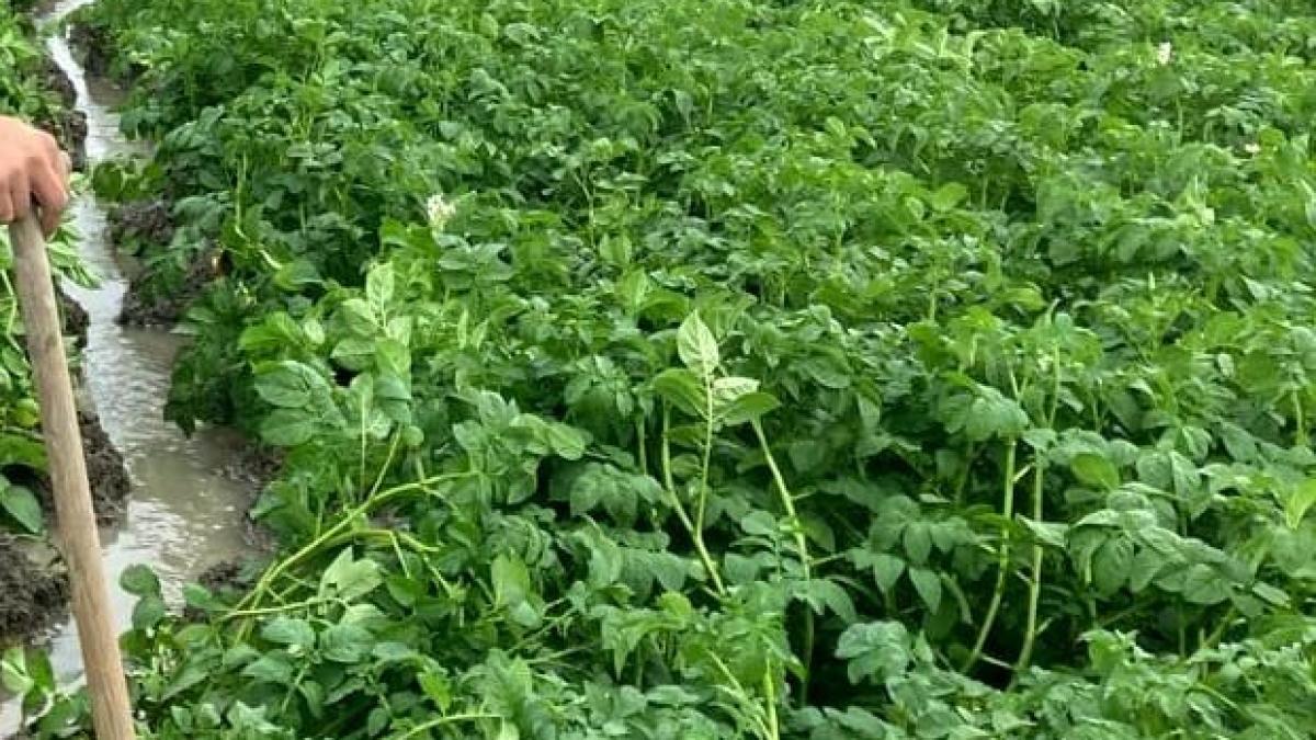 Extreme regenval bedreigt Opperdoezer Ronde, is de pieper nog te redden?