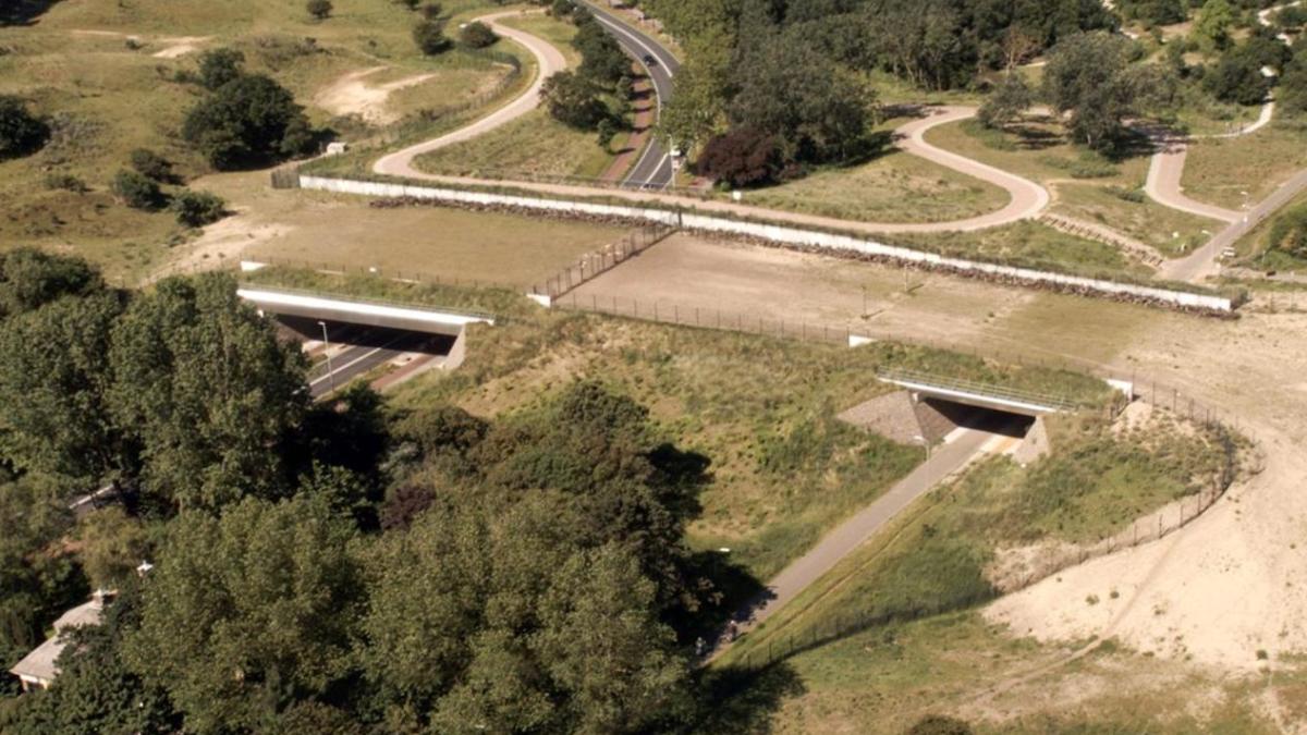 Jagende boswachter over dichte natuurbrug: 
