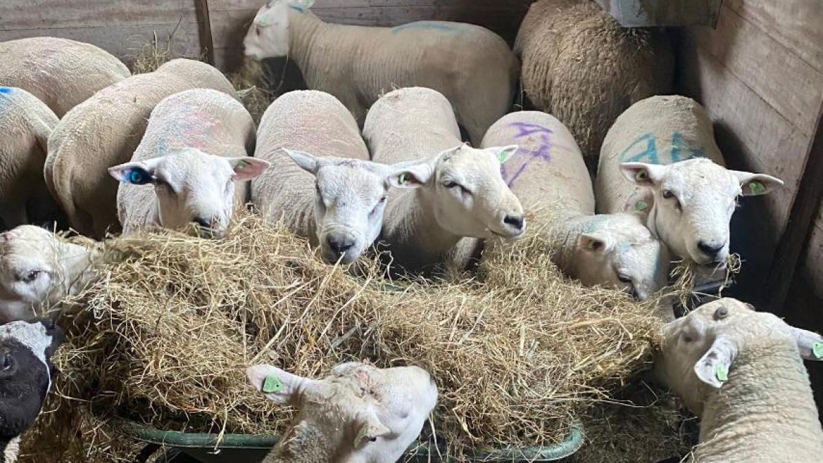 Geredde schapen illegale slachterij vol trauma's: 