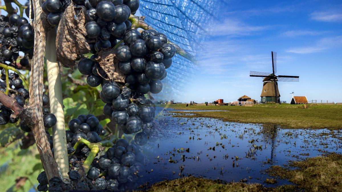 Wijn uit eigen provincie: Noord-Hollandse wijngaarden zijn booming